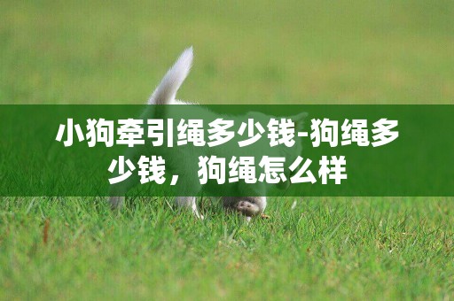小狗牽引繩多少錢-狗繩多少錢，狗繩怎么樣