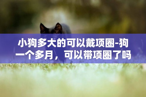 小狗多大的可以戴項圈-狗一個多月，可以帶項圈了嗎？