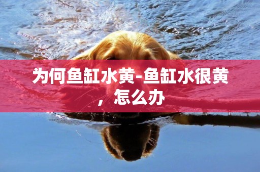 為何魚缸水黃-魚缸水很黃，怎么辦