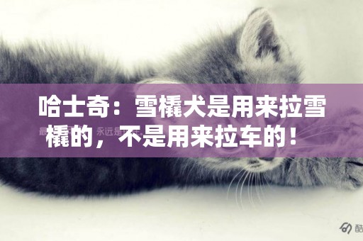 哈士奇：雪橇犬是用來拉雪橇的，不是用來拉車的！ 