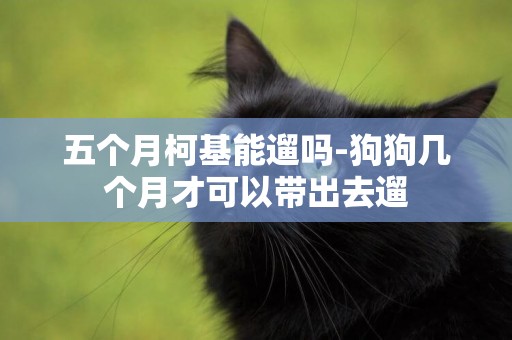 五個月柯基能遛嗎-狗狗幾個月才可以帶出去遛