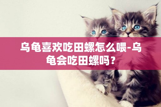 烏龜喜歡吃田螺怎么喂-烏龜會吃田螺嗎？