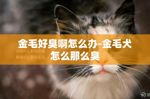 金毛好臭啊怎么辦-金毛犬怎么那么臭