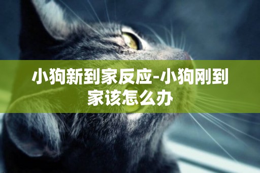 小狗新到家反應-小狗剛到家該怎么辦