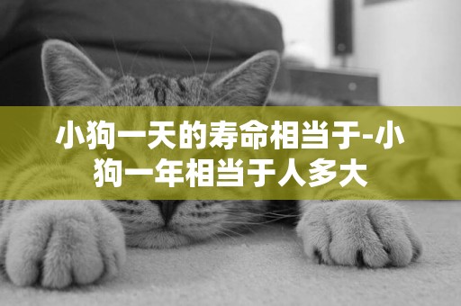 小狗一天的壽命相當于-小狗一年相當于人多大
