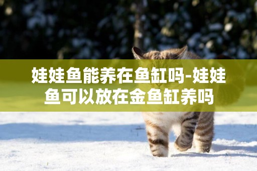 娃娃魚能養在魚缸嗎-娃娃魚可以放在金魚缸養嗎