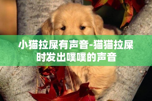 小貓拉屎有聲音-貓貓拉屎時發出噗噗的聲音