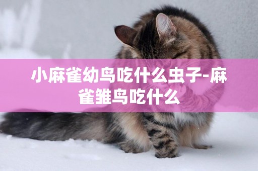 小麻雀幼鳥吃什么蟲子-麻雀雛鳥吃什么
