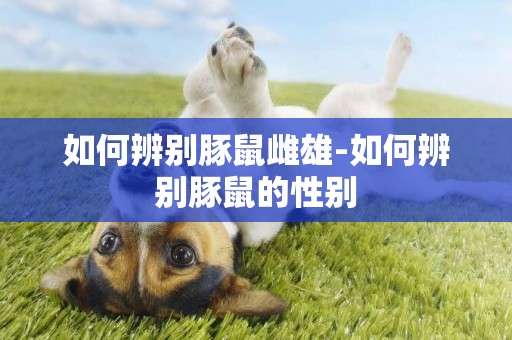 如何辨別豚鼠雌雄-如何辨別豚鼠的性別