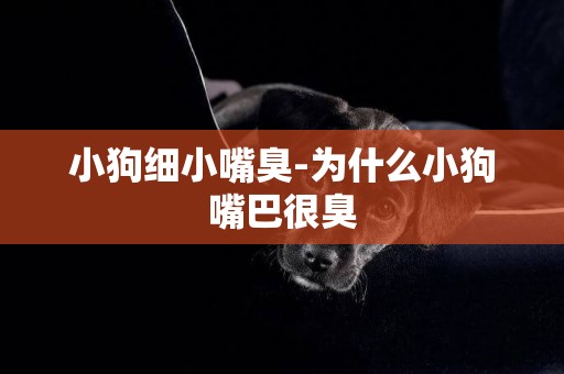 小狗細小嘴臭-為什么小狗嘴巴很臭
