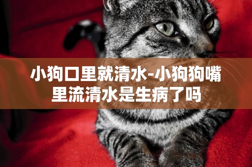 小狗口里就清水-小狗狗嘴里流清水是生病了嗎