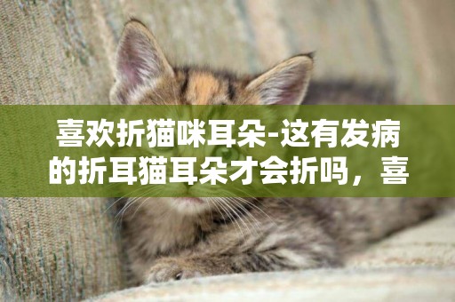 喜歡折貓咪耳朵-這有發病的折耳貓耳朵才會折嗎，喜歡貓的前輩們