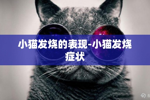 小貓發燒的表現-小貓發燒癥狀