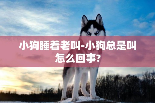 小狗睡著老叫-小狗總是叫怎么回事?