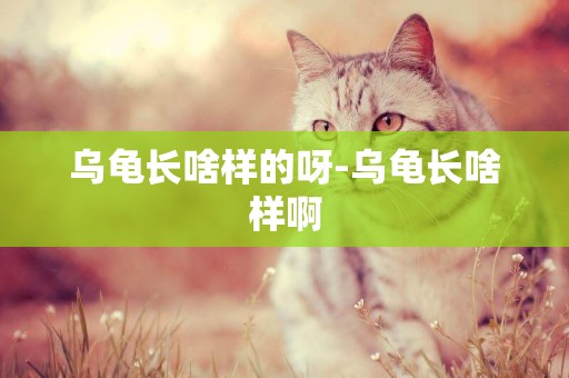 烏龜長啥樣的呀-烏龜長啥樣啊