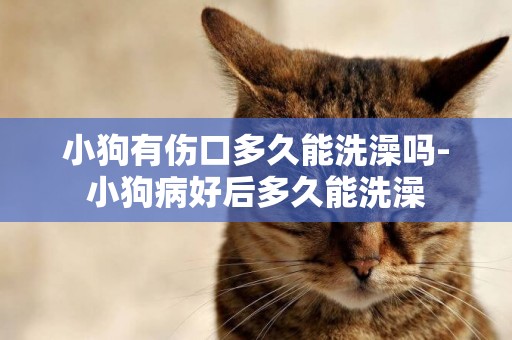 小狗有傷口多久能洗澡嗎-小狗病好后多久能洗澡