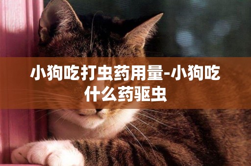 小狗吃打蟲藥用量-小狗吃什么藥驅蟲
