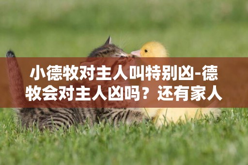 小德牧對主人叫特別兇-德牧會對主人兇嗎？還有家人！