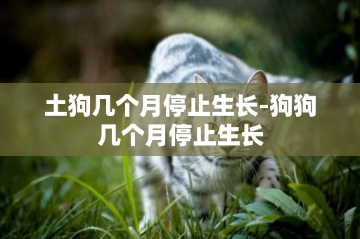 土狗幾個月停止生長-狗狗幾個月停止生長