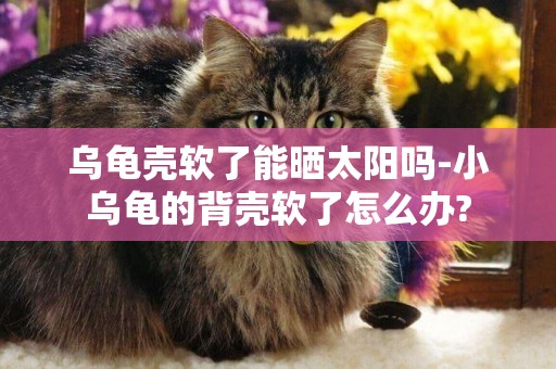 烏龜殼軟了能曬太陽嗎-小烏龜的背殼軟了怎么辦?