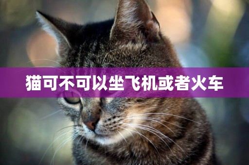 貓可不可以坐飛機或者火車