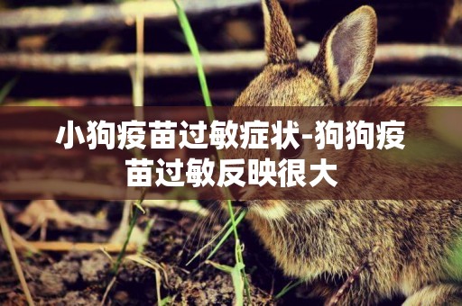 小狗疫苗過敏癥狀-狗狗疫苗過敏反映很大