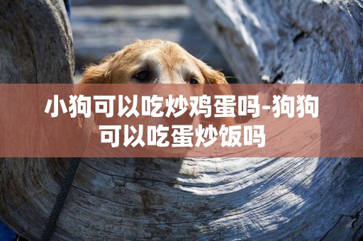 小狗可以吃炒雞蛋嗎-狗狗可以吃蛋炒飯嗎