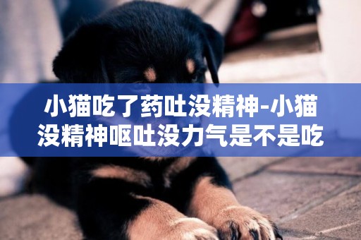 小貓吃了藥吐沒精神-小貓沒精神嘔吐沒力氣是不是吃錯東西了