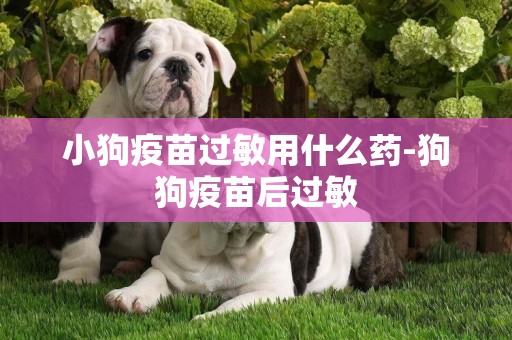 小狗疫苗過敏用什么藥-狗狗疫苗后過敏