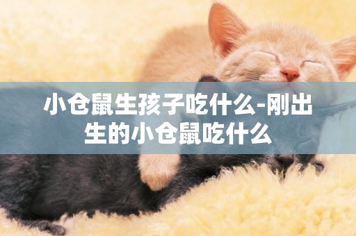小倉鼠生孩子吃什么-剛出生的小倉鼠吃什么