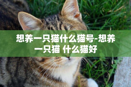 想養一只貓什么貓號-想養一只貓 什么貓好