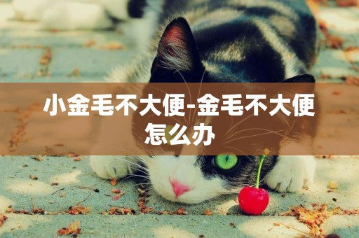 小金毛不大便-金毛不大便怎么辦