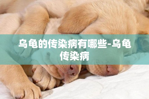 烏龜的傳染病有哪些-烏龜傳染病