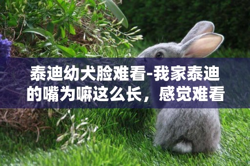 泰迪幼犬臉難看-我家泰迪的嘴為嘛這么長，感覺難看死了，是不是不純