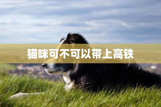 貓咪可不可以帶上高鐵