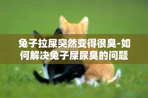兔子拉屎突然變得很臭-如何解決兔子屎尿臭的問題