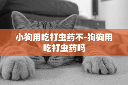 小狗用吃打蟲藥不-狗狗用吃打蟲藥嗎