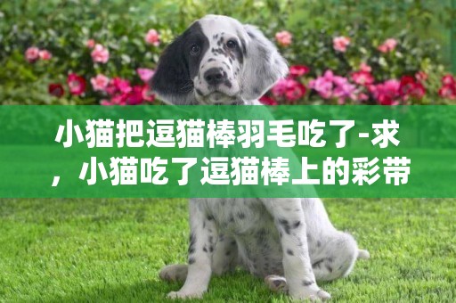 小貓把逗貓棒羽毛吃了-求，小貓吃了逗貓棒上的彩帶怎么辦