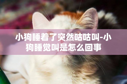 小狗睡著了突然咕咕叫-小狗睡覺叫是怎么回事