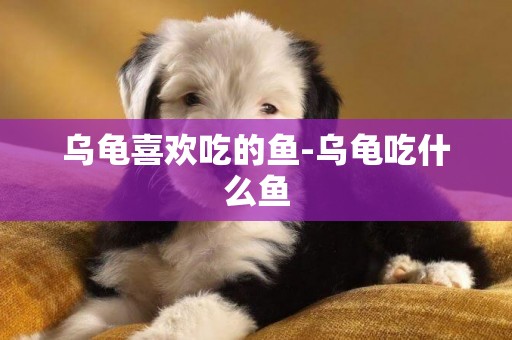 烏龜喜歡吃的魚-烏龜吃什么魚
