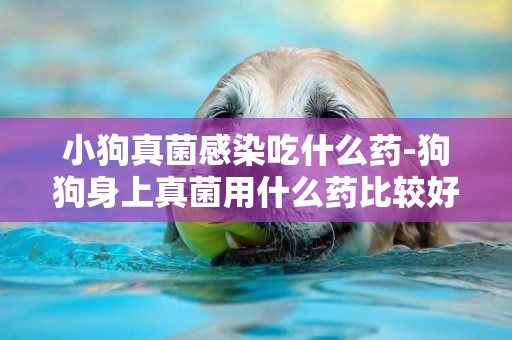 小狗真菌感染吃什么藥-狗狗身上真菌用什么藥比較好
