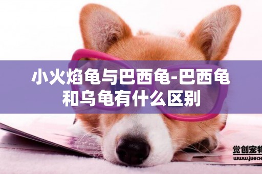 小火焰龜與巴西龜-巴西龜和烏龜有什么區別