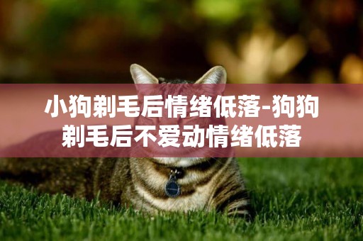 小狗剃毛后情緒低落-狗狗剃毛后不愛動情緒低落