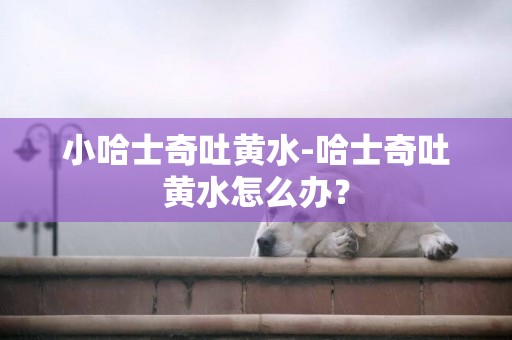 小哈士奇吐黃水-哈士奇吐黃水怎么辦？