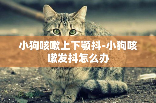 小狗咳嗽上下顎抖-小狗咳嗽發抖怎么辦