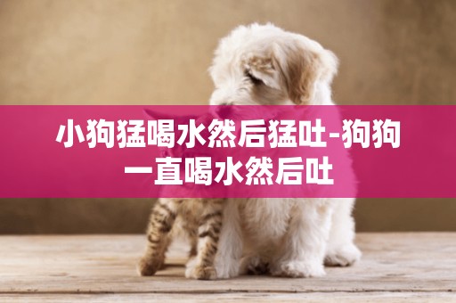 小狗猛喝水然后猛吐-狗狗一直喝水然后吐