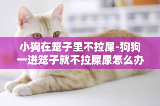 小狗在籠子里不拉屎-狗狗一進籠子就不拉屎尿怎么辦
