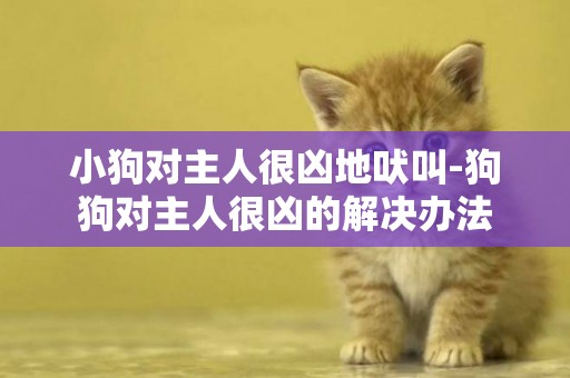 小狗對主人很兇地吠叫-狗狗對主人很兇的解決辦法