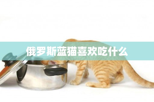 俄羅斯藍貓喜歡吃什么