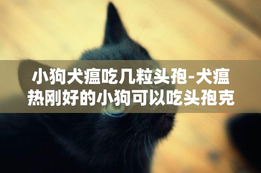 小狗犬瘟吃幾粒頭孢-犬瘟熱剛好的小狗可以吃頭孢克肟嗎?